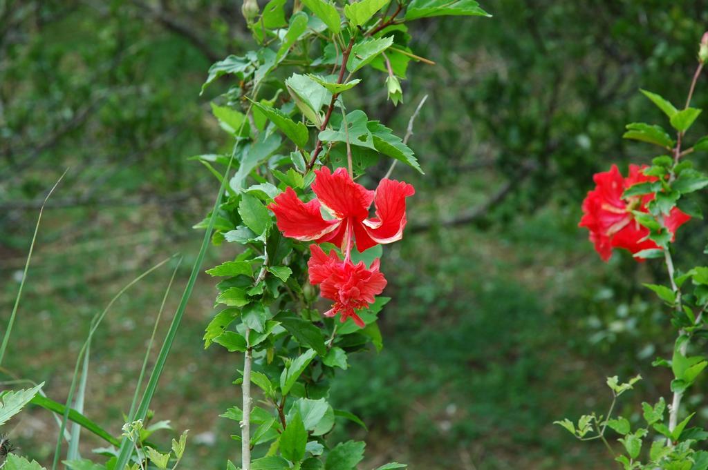 Yukurinaresort Okinawa Garden House Motobu Buitenkant foto